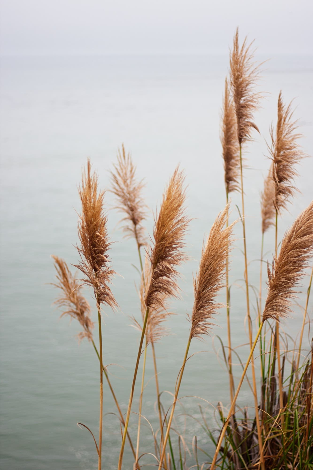 Soft pampas grass over still water, a calming, grounding image